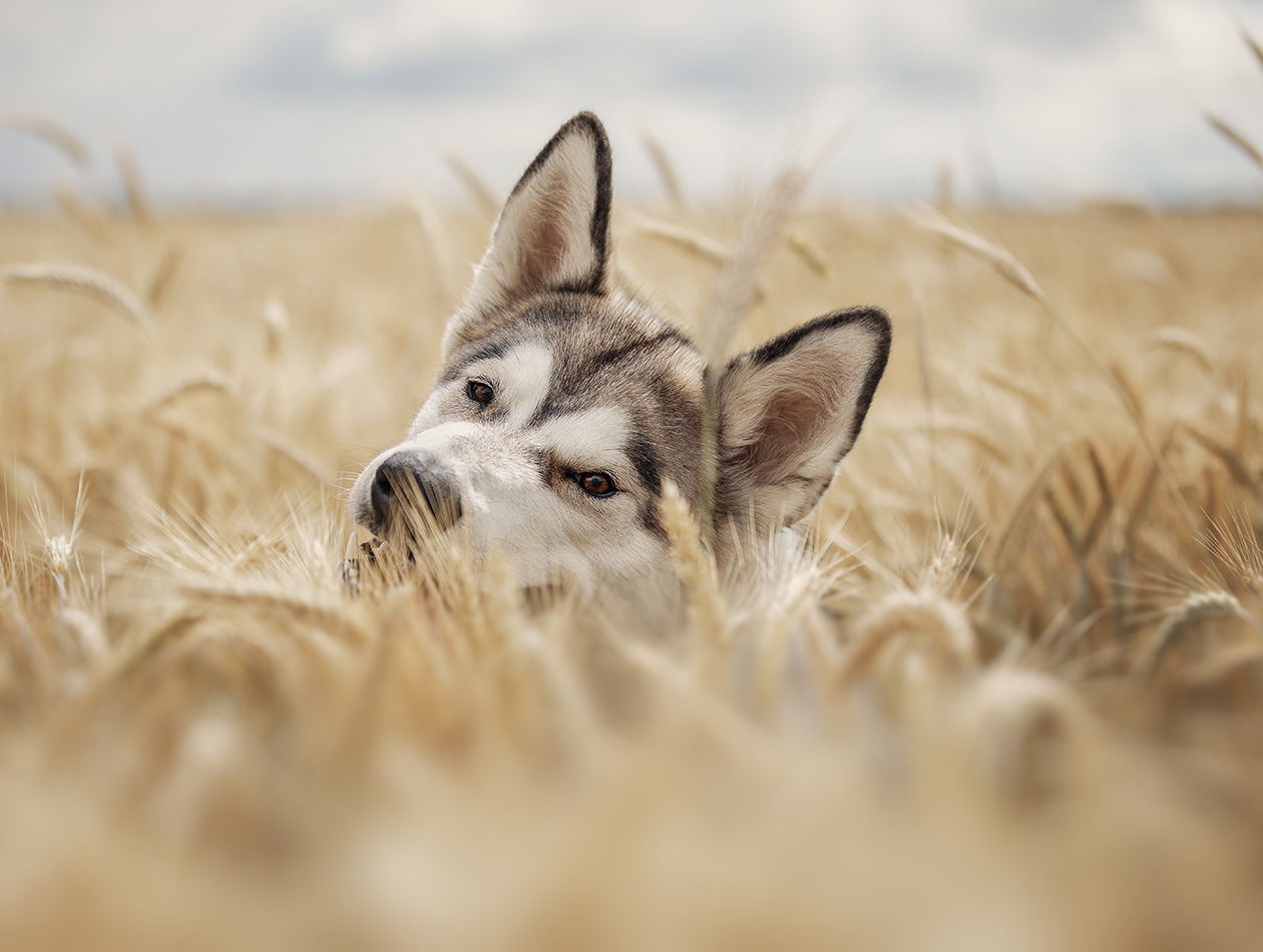 Getreide im Hundefutter: Gesund oder schädlich?