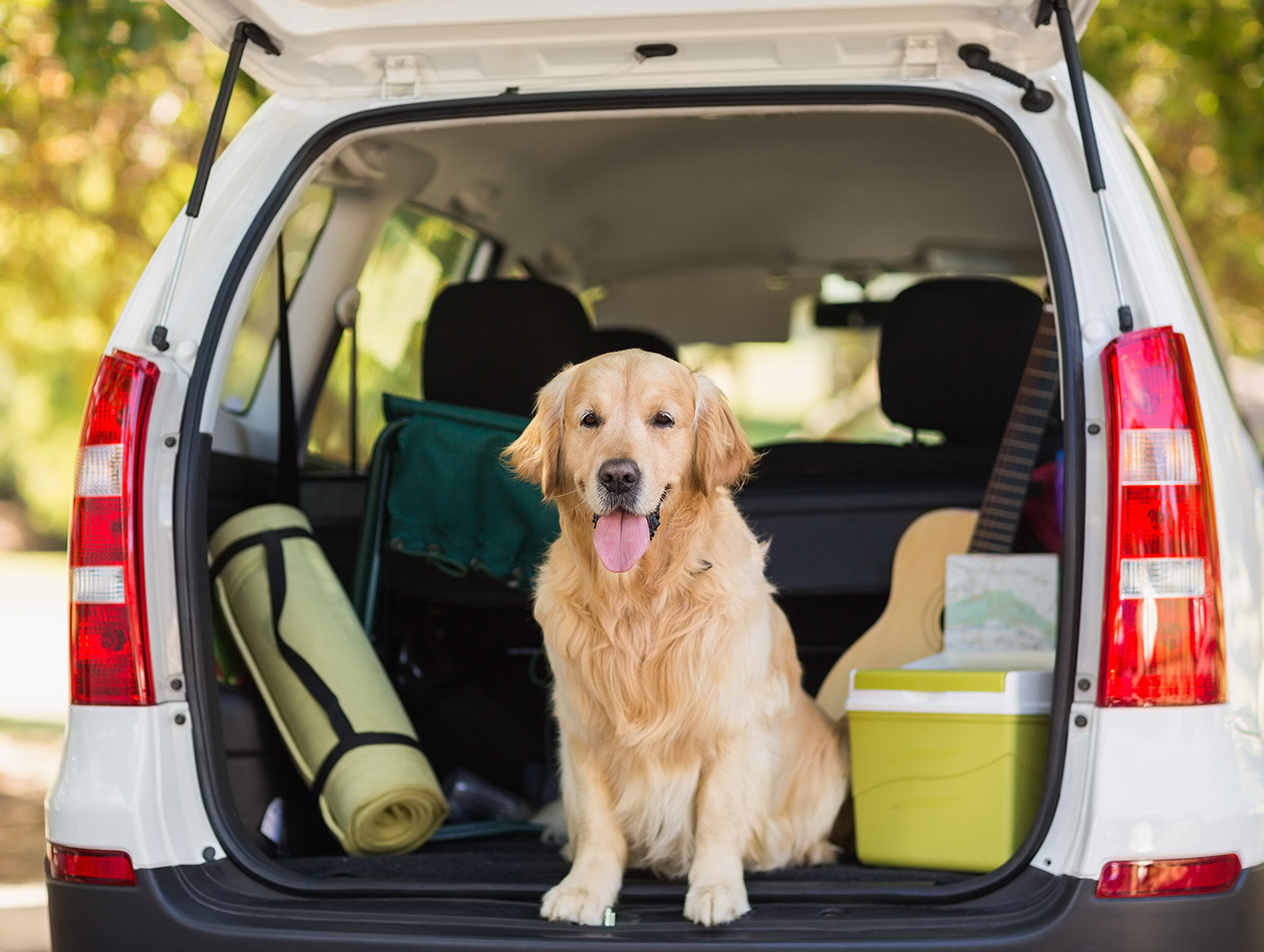Urlaub mit Hund: Checkliste – was darf nicht fehlen?