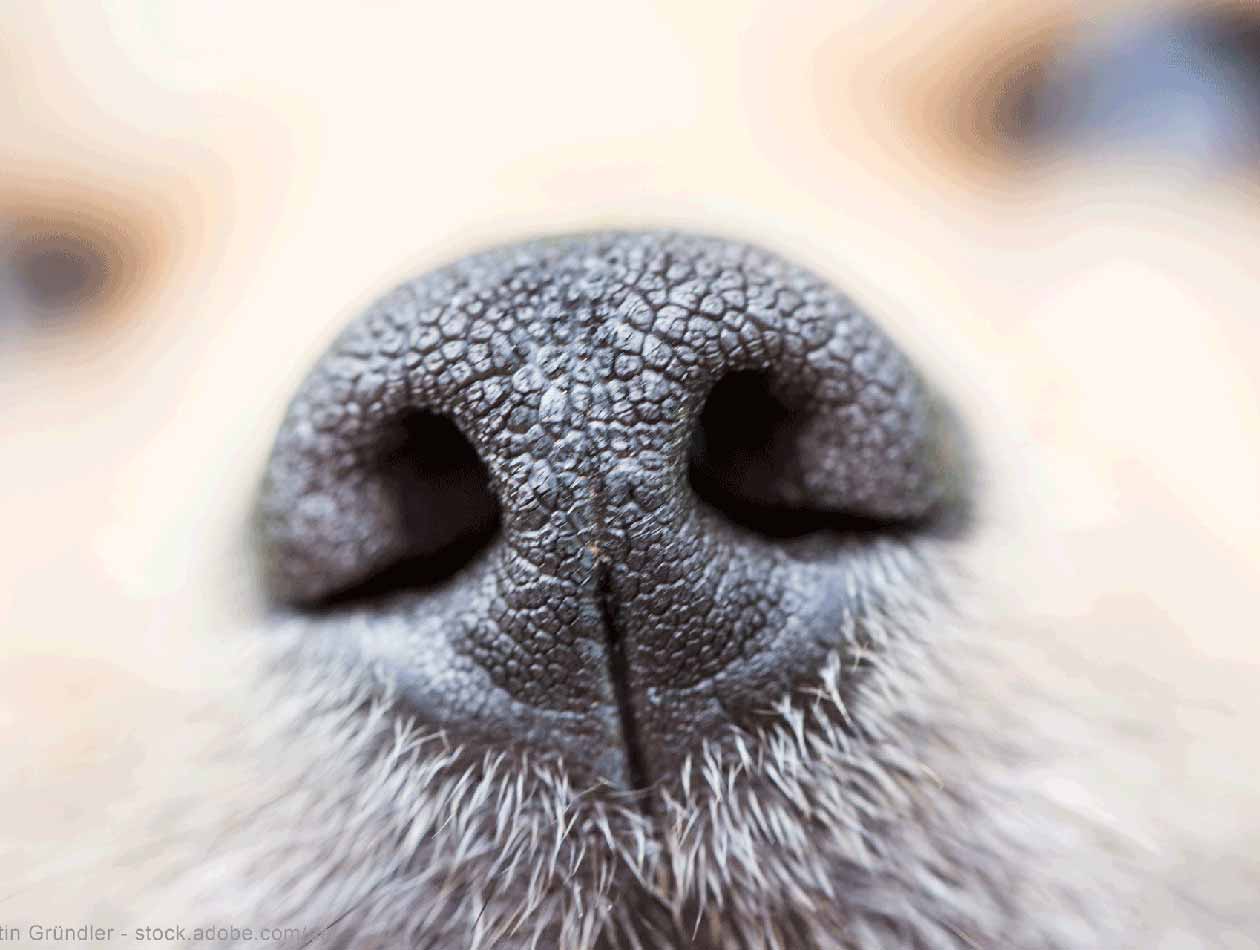 Wie schmeckt es dem Hund? Wie schmeckt es dem Hund?