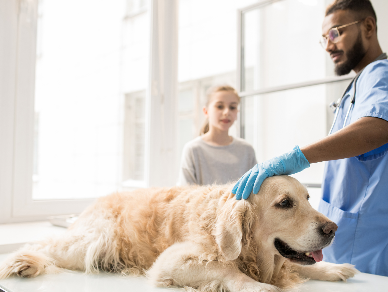 Das Werwolf Syndrom bei Hunden: Ein mysteriöses neurologisches Phänomen Das Werwolf Syndrom bei Hunden: Ein mysteriöses neurologisches Phänomen