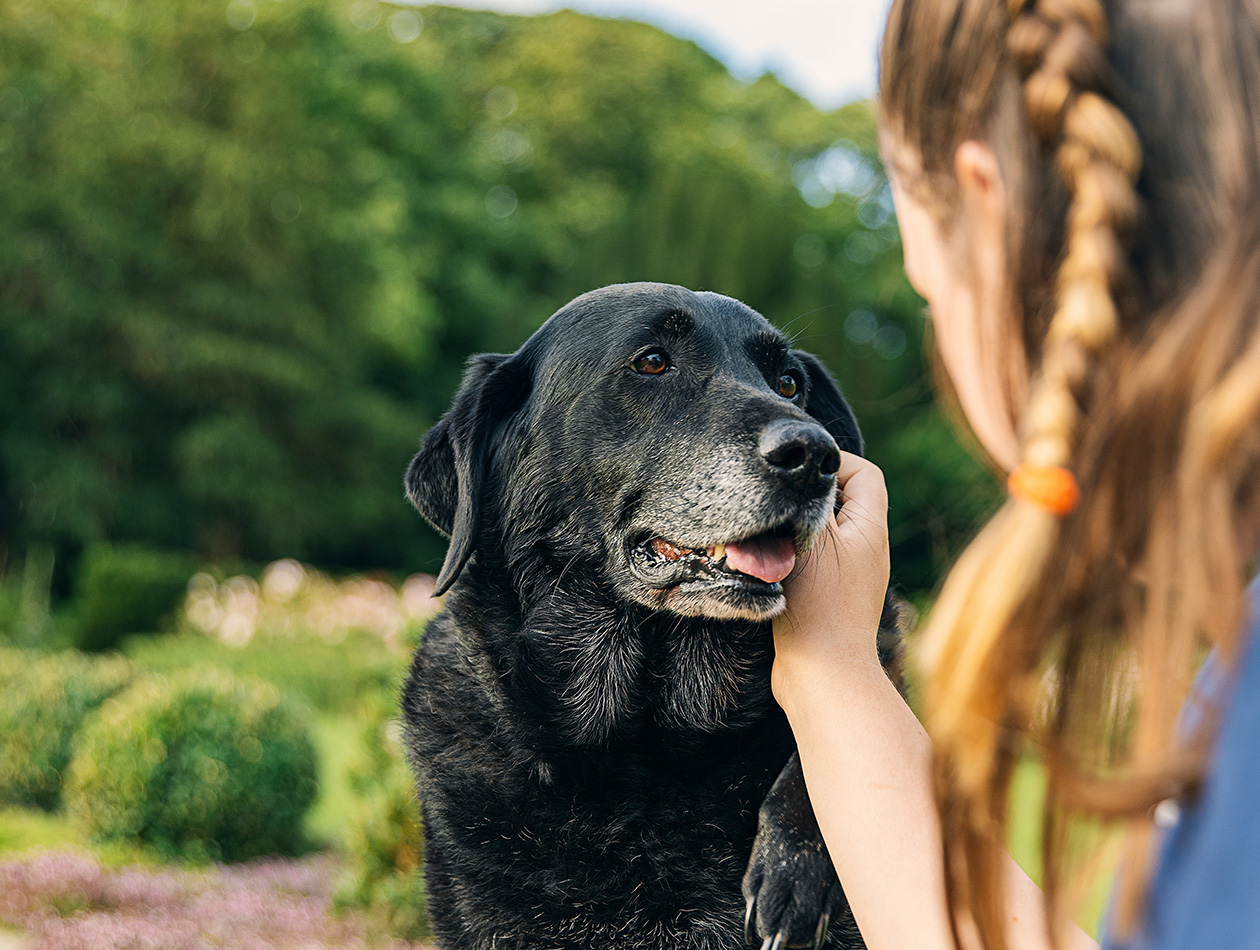 Arthrose beim Hund: Symptome erkennen und Gelenke schützen