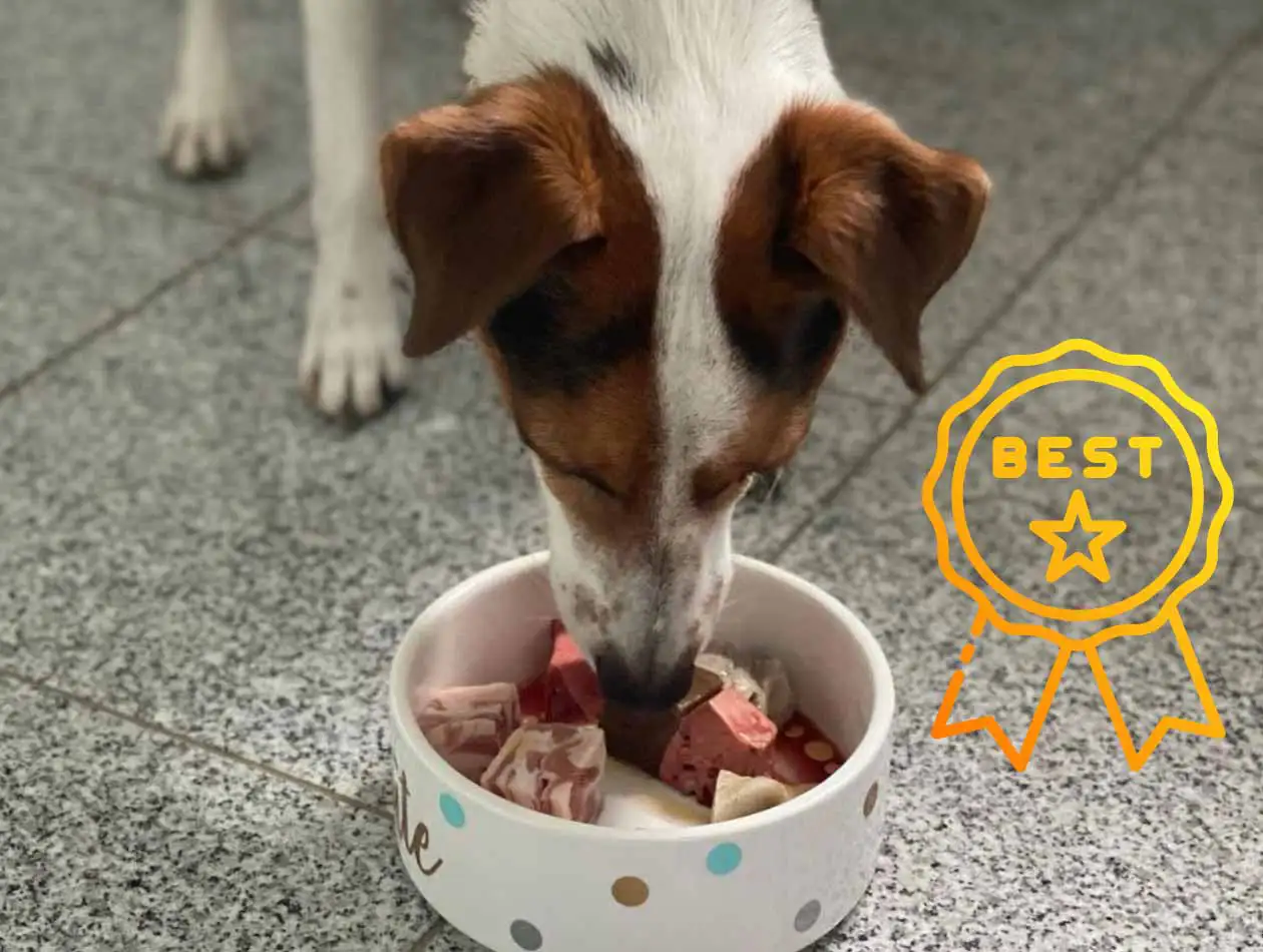 Graf Barf BARF-Leitfaden Ein Hund frisst aus dem Napf