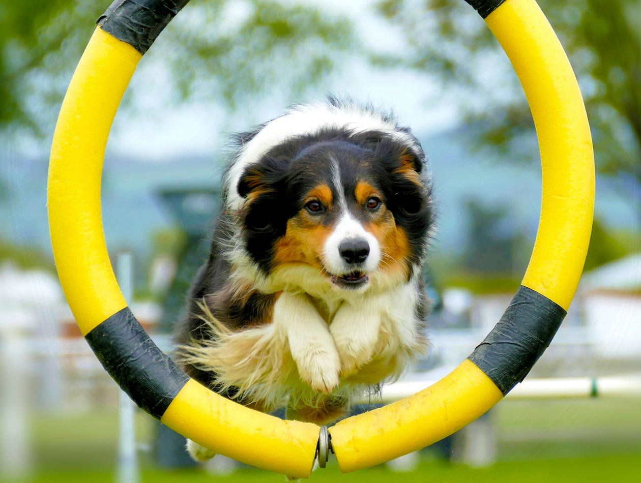Hund springt durch Agility-Reifen Hund springt durch Agility-Reifen