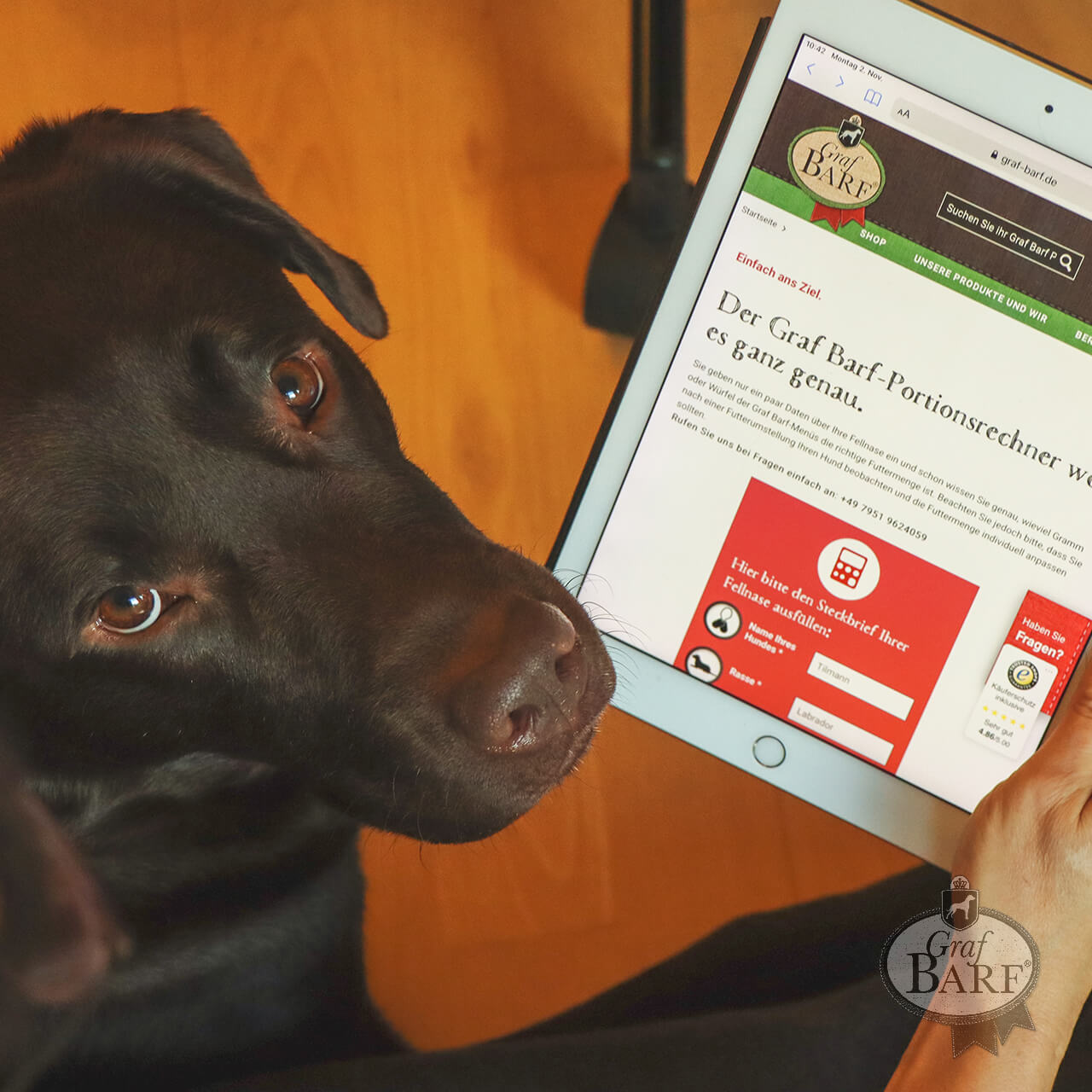 Graf Barf Portionsrechner Brauner Labrador mit Tablet