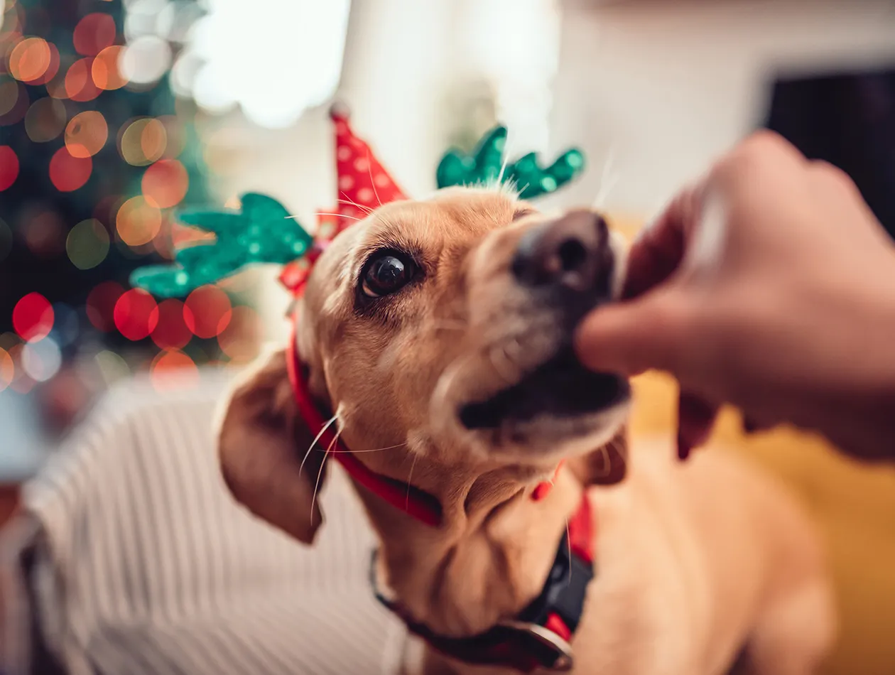 Graf Barf Weihnachtspaket – festliche Genussmomente für Ihren Hund