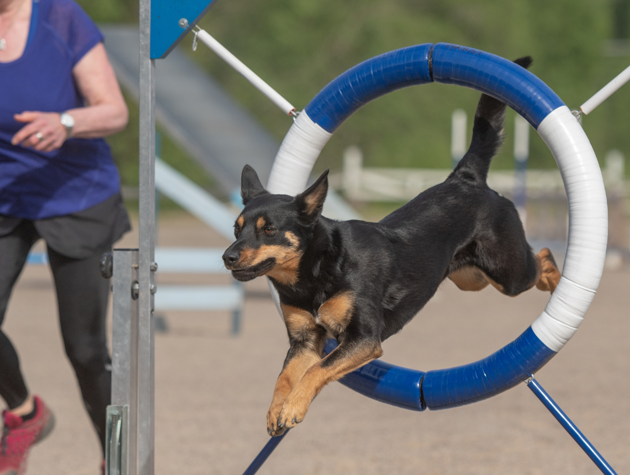 Hundesportarten im Überblick: Welche Aktivitäten passen zu welchem Hund?