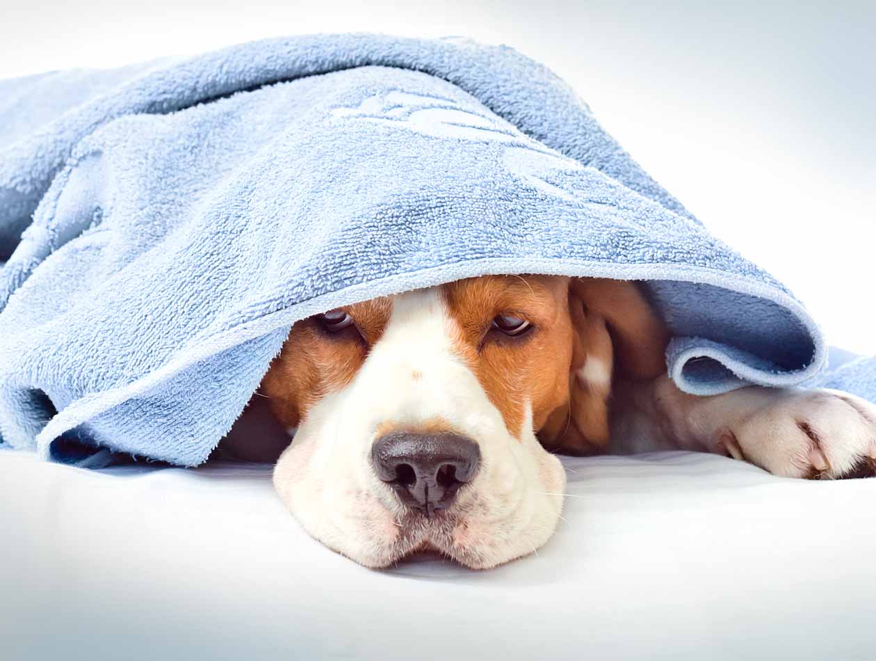 Erkältung beim Hund - was tun Hund liegt unter einer blauen Decke