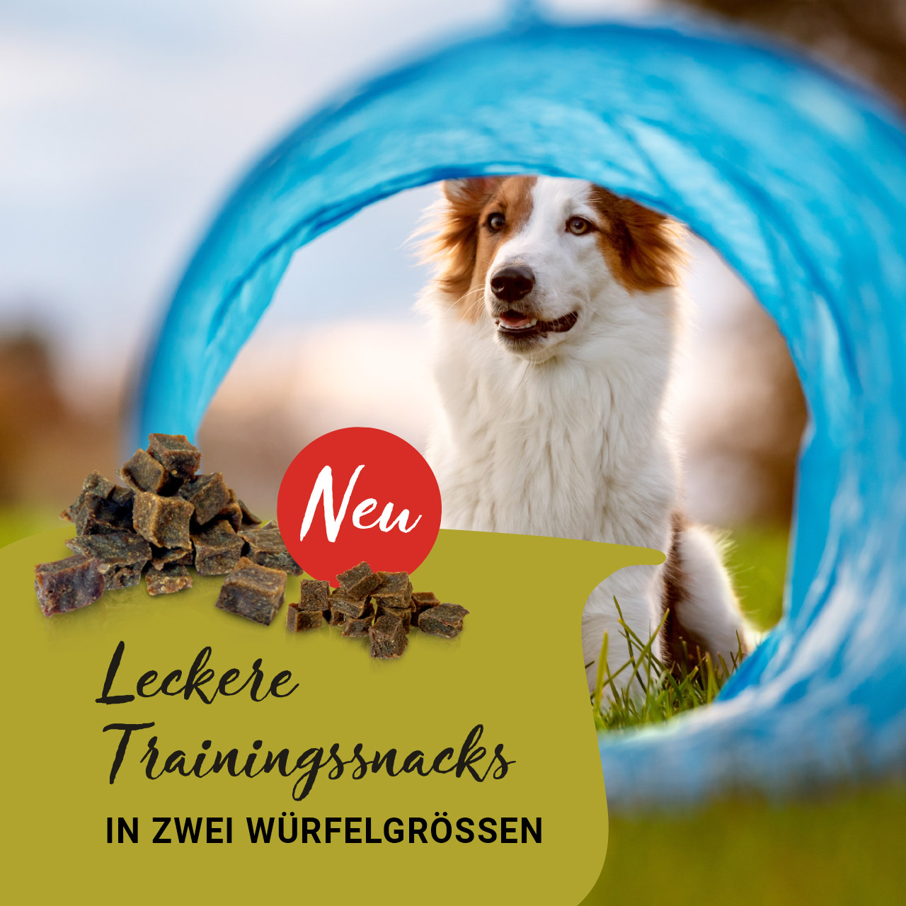 Graf Barf Trainingssnacks Hund sitzt vor einem Agilitytunnel