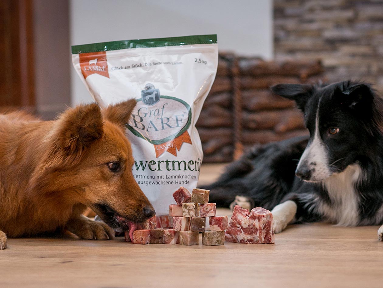 Wie stelle ich ein BARF Menü richtig zusammen Zwei Hunde mit Fleischwürfeln
