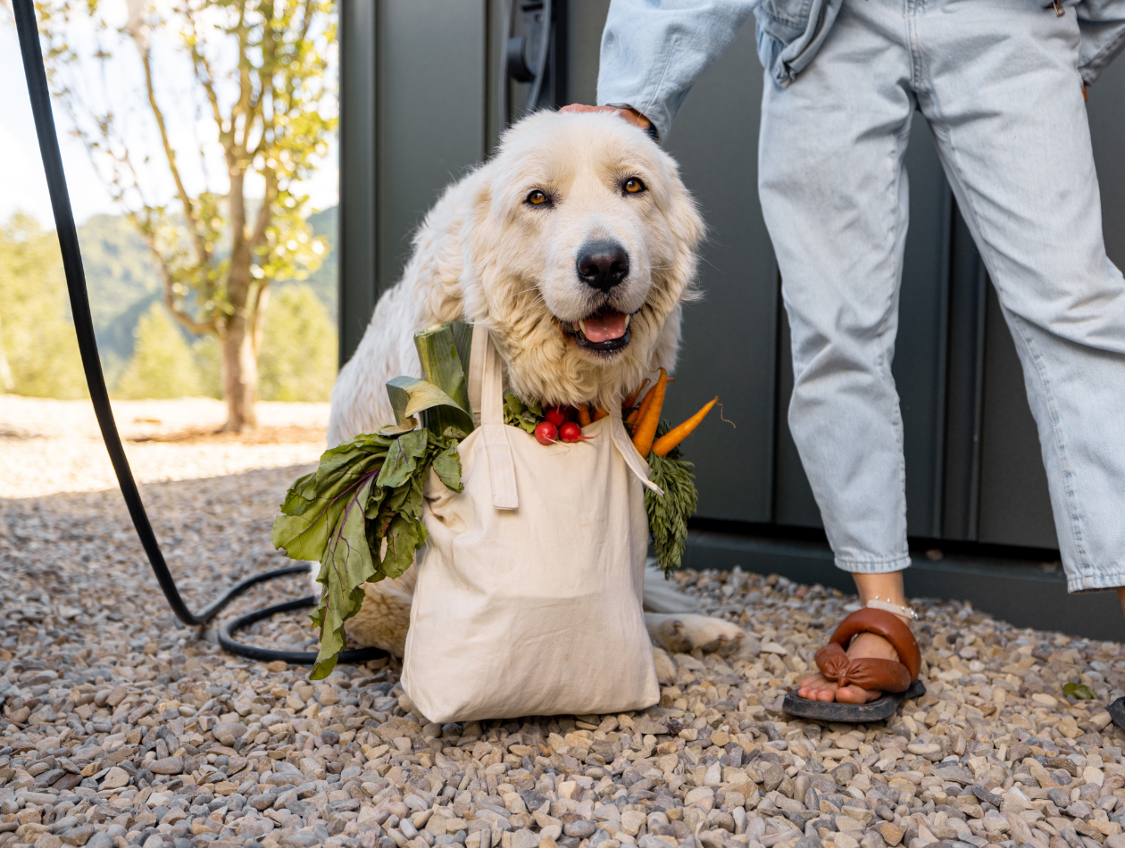 Muss ich beim Barfen auch Gemüse füttern?