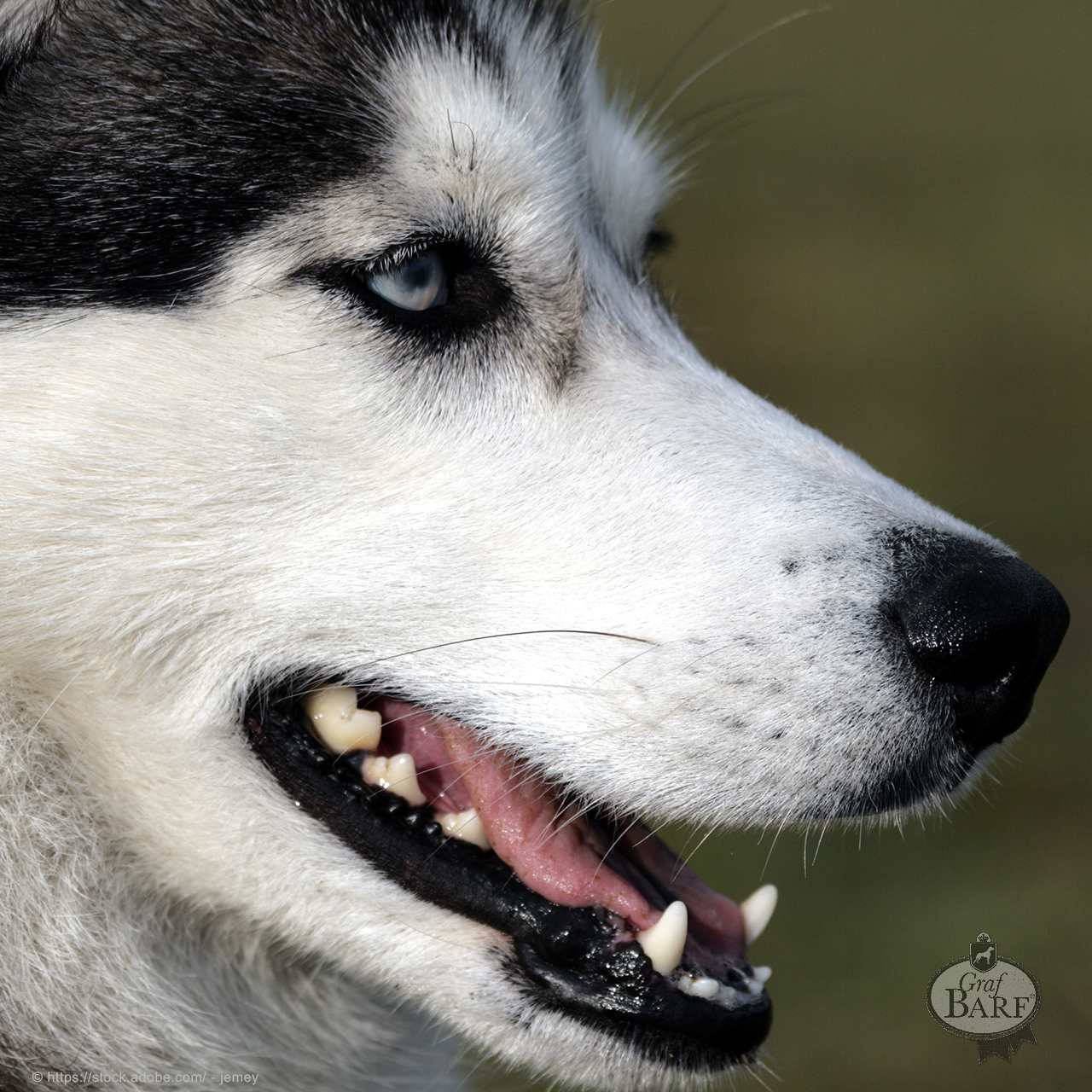 graf-barf-zahngesundheit-beim-hund So wichtig sind gesunde Zähne für den Hund