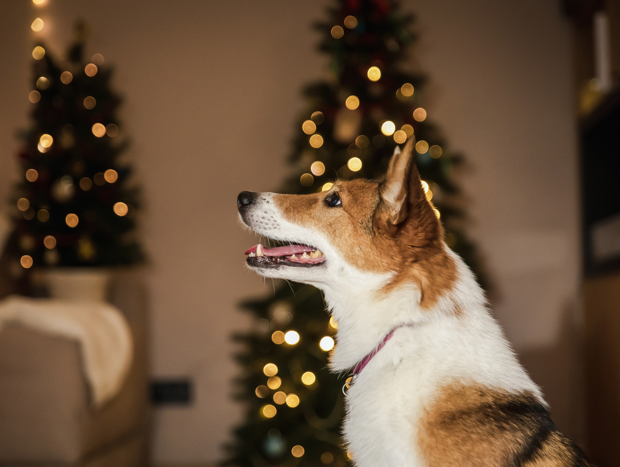 Weihnachten mit Hund: So feiern Sie entspannt und hundegerecht im Kreise der Familie