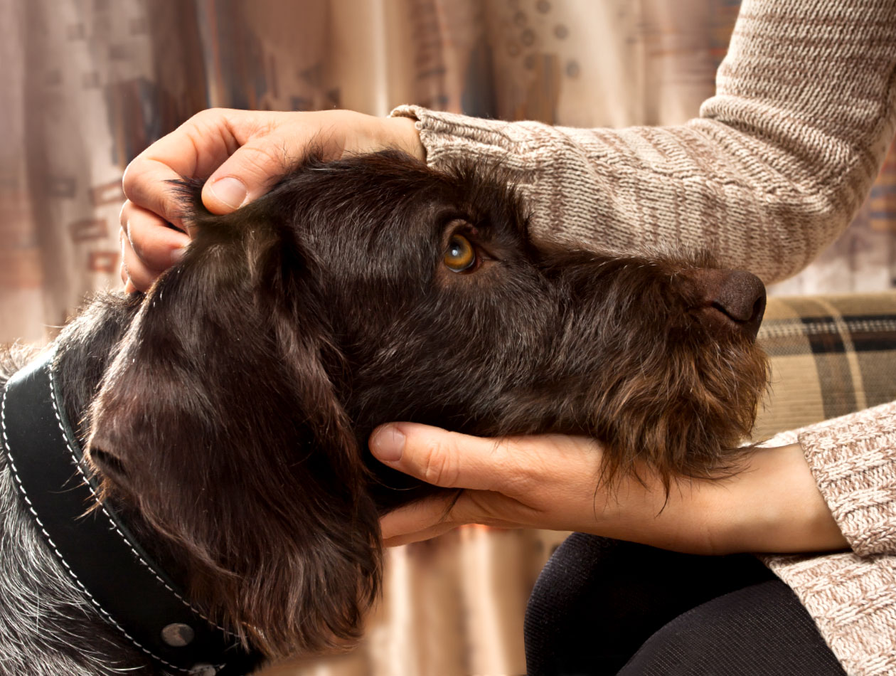 So streichelst Du Deinen Hund am besten! Menschenhände umfassen den Kopf eines Deutsch Drahthaars