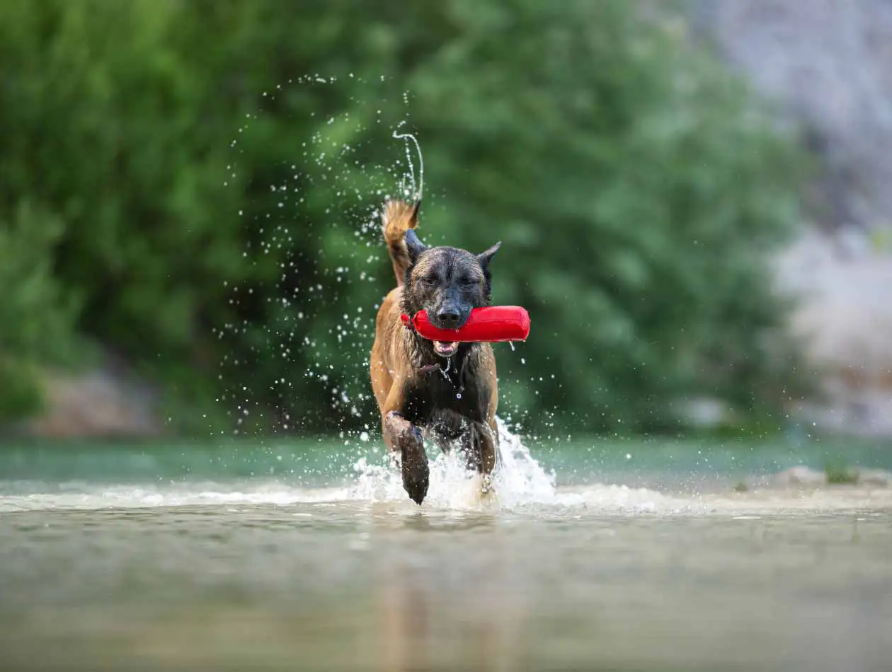 Sportarten für Hunde Malinois mit Dummy läuft im seichten Wasser