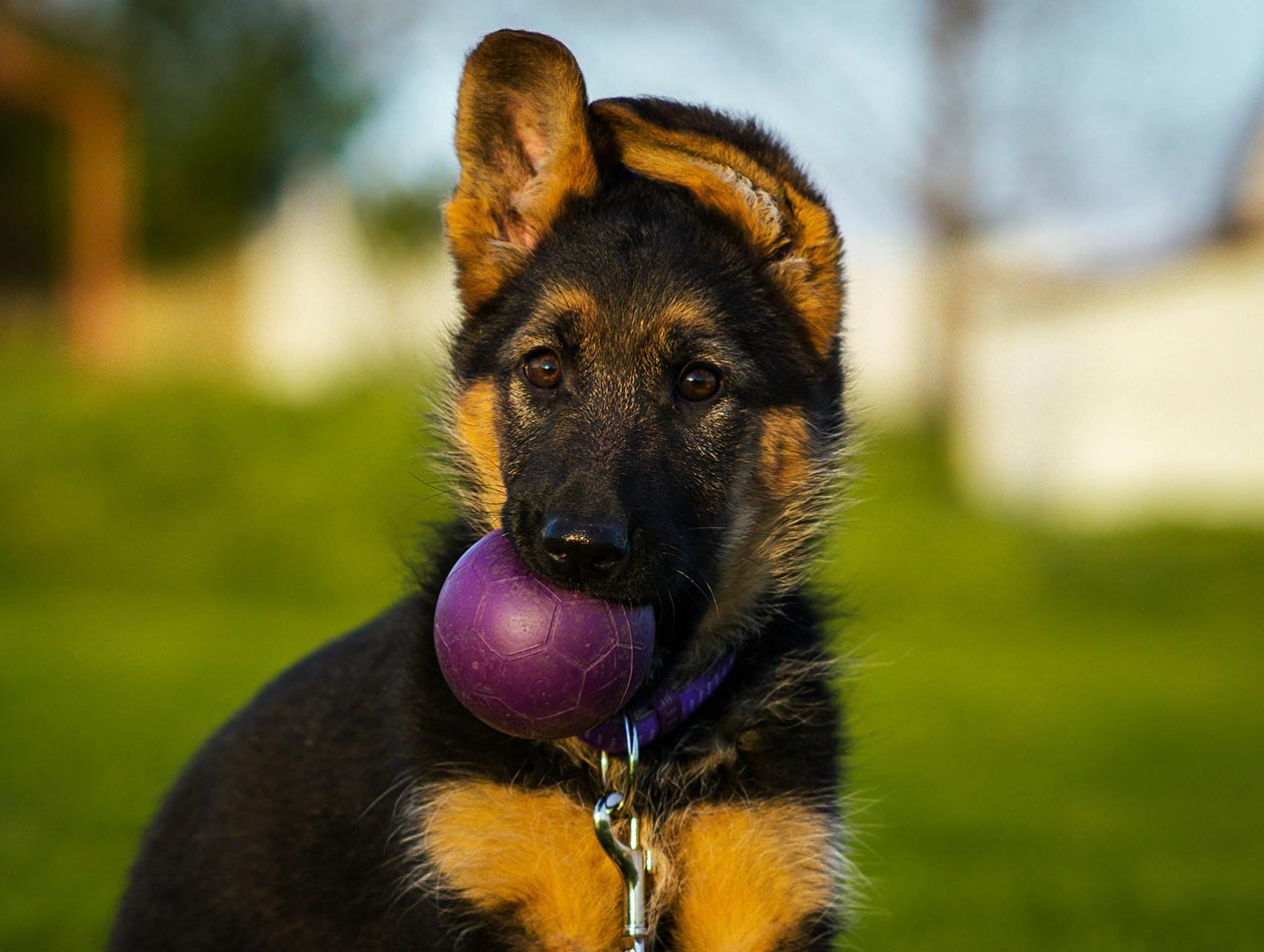 Schäferhundwelpe mit lila Ball im Maul Schäferhundwelpe mit lila Ball im Maul