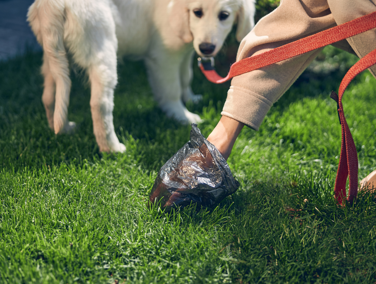 Verdauungsprobleme beim Hund – was der Kot über die Gesundheit verrät