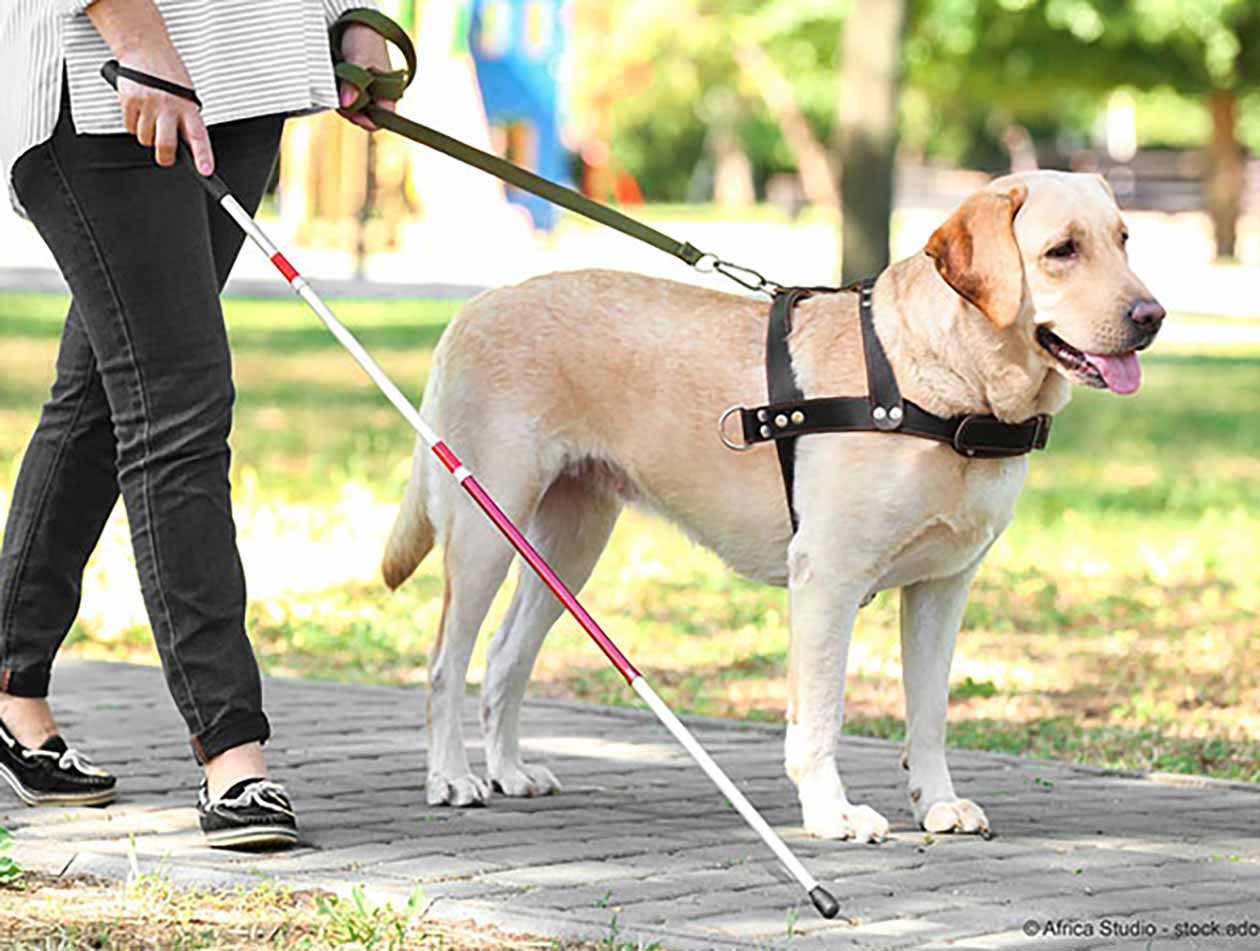 Der Hund, der treue Begleiter Der Hund, der treue Begleiter