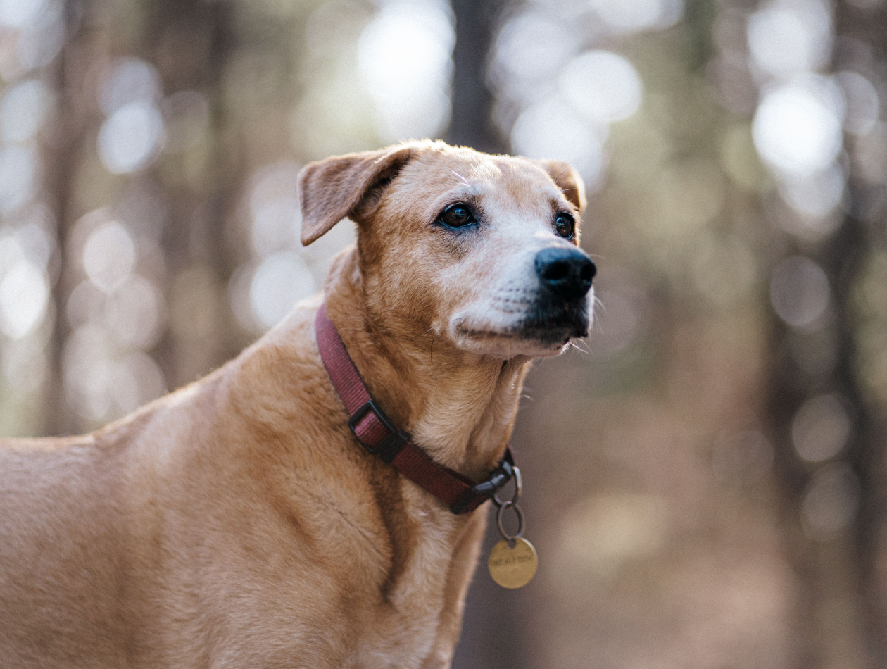 Welpe oder erwachsener Hund – was ist besser für mich?