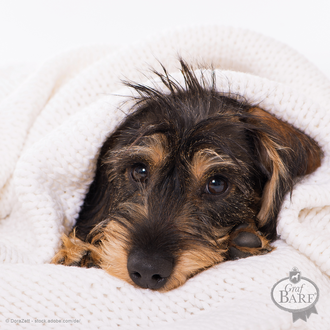 graf-barf-hausapotheke-hund Was gehört in eine Hausapotheke für den Hund?