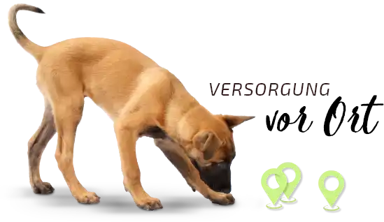 Hund Schnüffelt am Boden vor ihm Standortmarkierungen: Versorgung vor Ort 