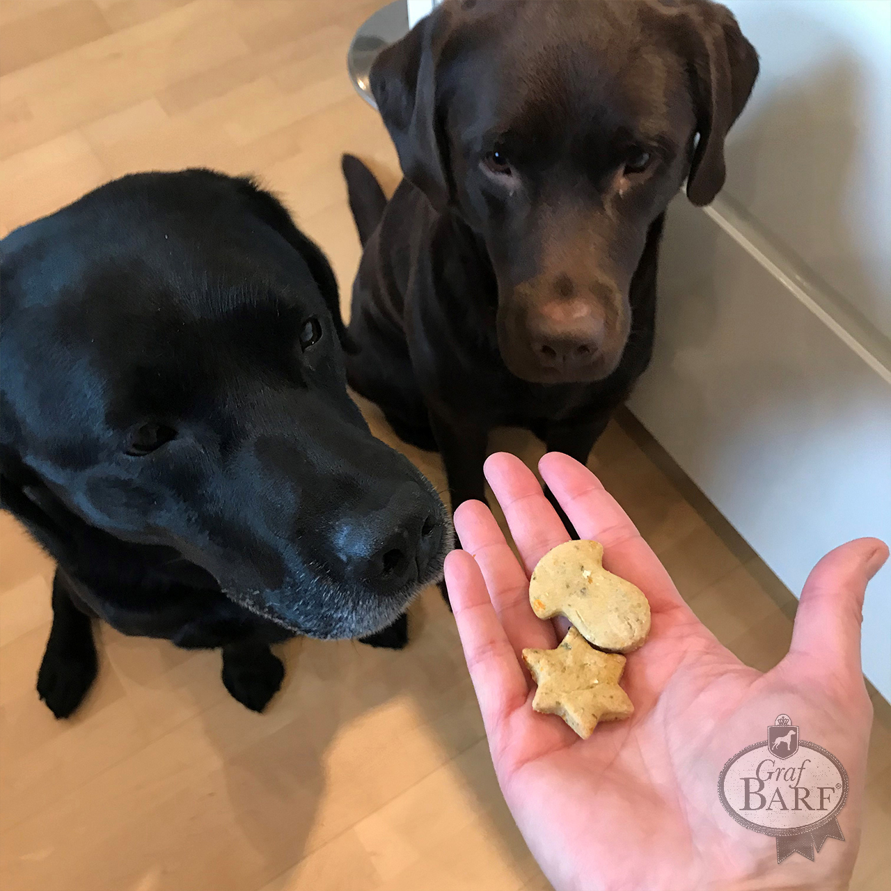 graf-barf-hundeplaetzchen-mit-obst-und-gemuese-wuerfel-10 Weihnachtsbäckerei für den Hund – Hundekekse selbstgemacht