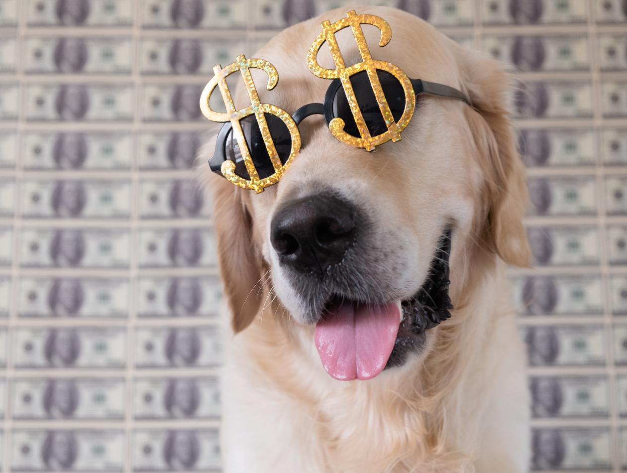 Barfpreise Hund mit Dollar Sonnenbrille