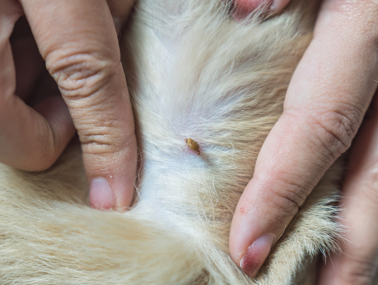 Zecken Hund mit Zecke
