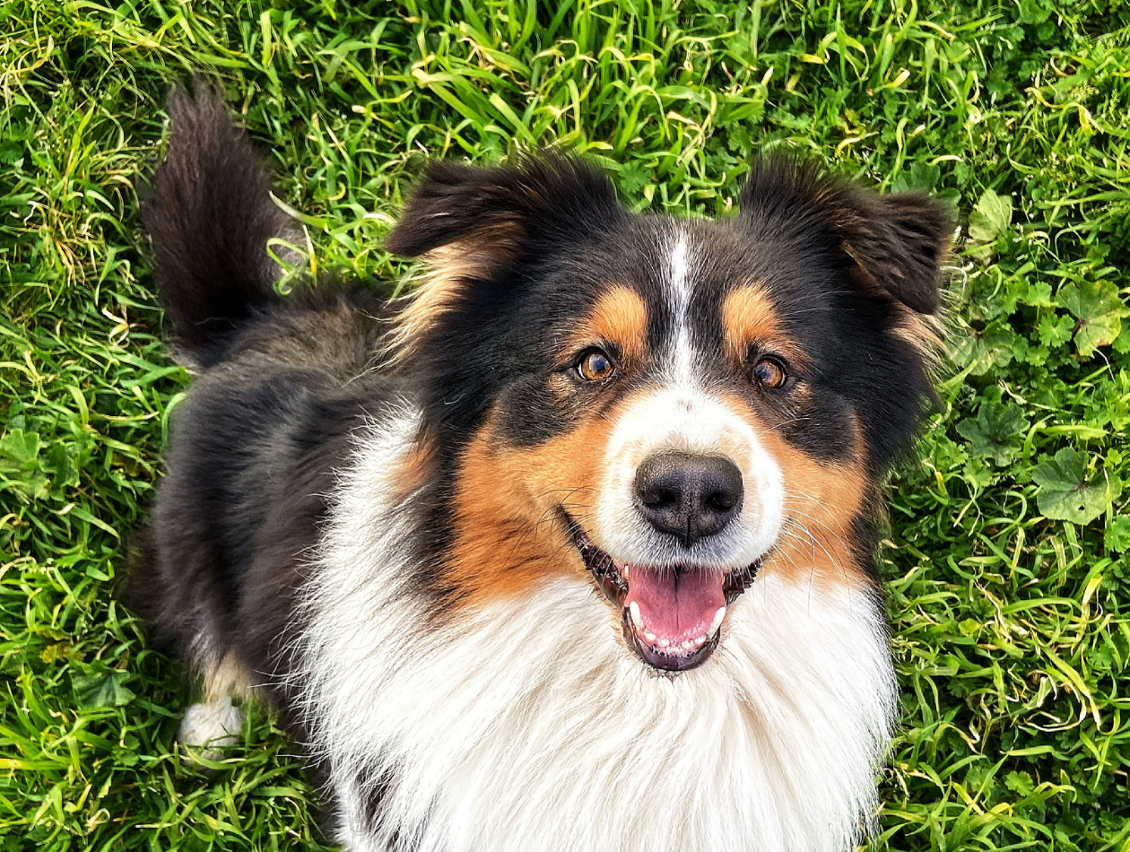 Welches Gemüse hilft gegen Zahnstein beim Hund? Natürliche Zahnpflege durch gesunde Ernährung Welches Gemüse hilft gegen Zahnstein beim Hund? Natürliche Zahnpflege durch gesunde Ernährung