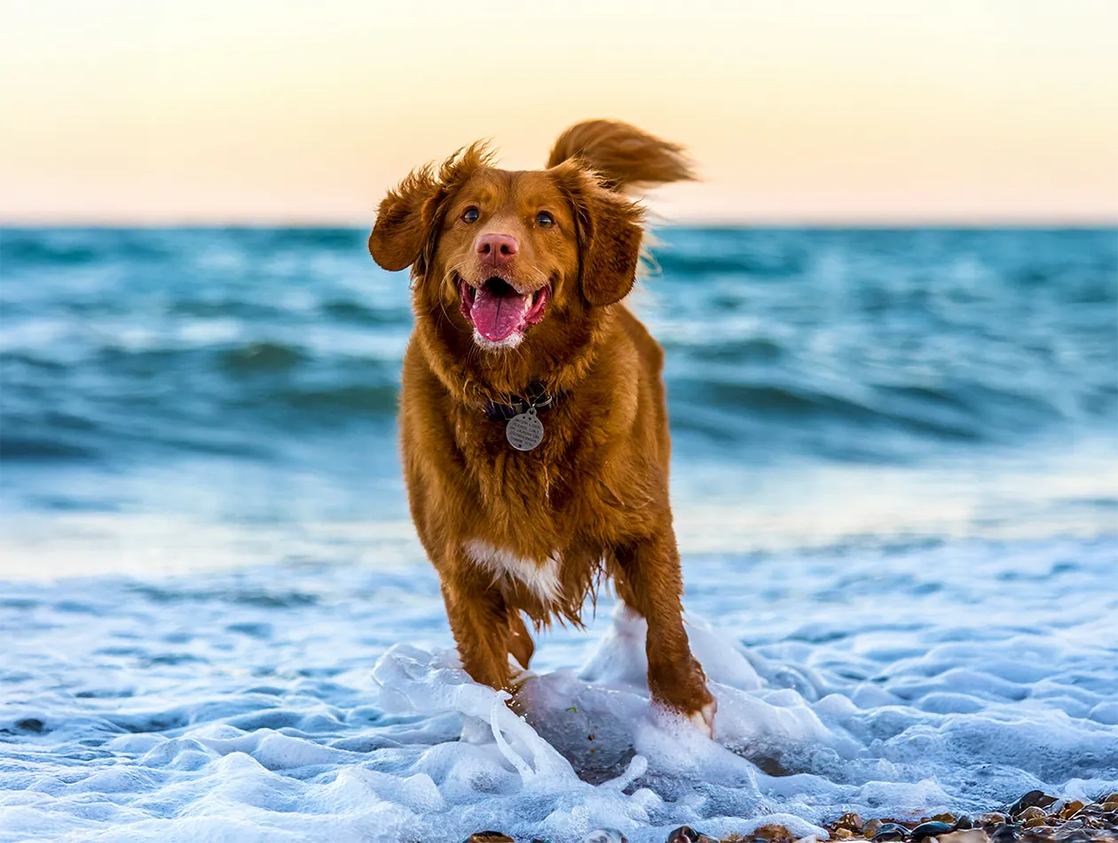 Hund steht am Meer Hund steht am Meer