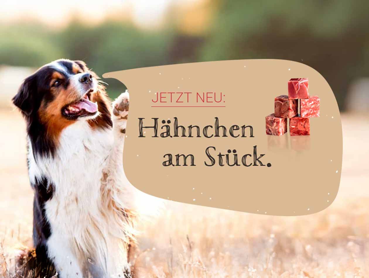 Graf Barf Hähnchen Hund sitzt auf einer Sommerwiese
