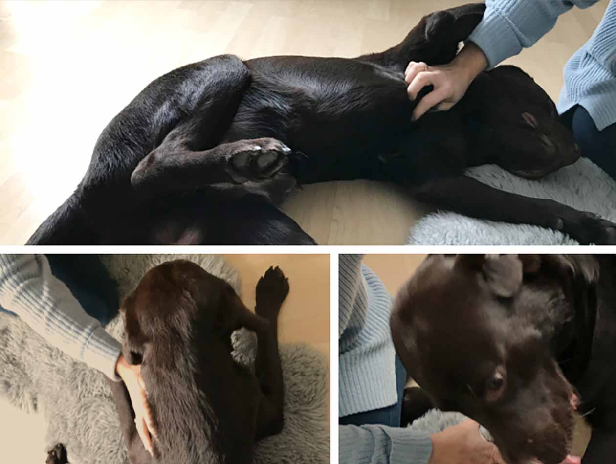 Oxytocin: Entspannung für Hund und Mensch Oxytocin: Entspannung für Hund und Mensch