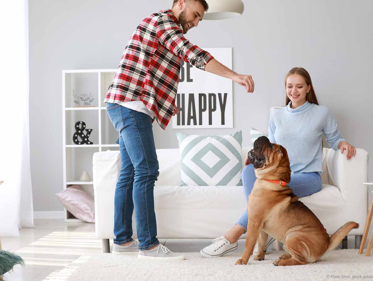 Unsere 10 Lieblings-Ideen zur Beschäftigung mit dem Hund Unsere 10 Lieblings-Ideen zur Beschäftigung mit dem Hund
