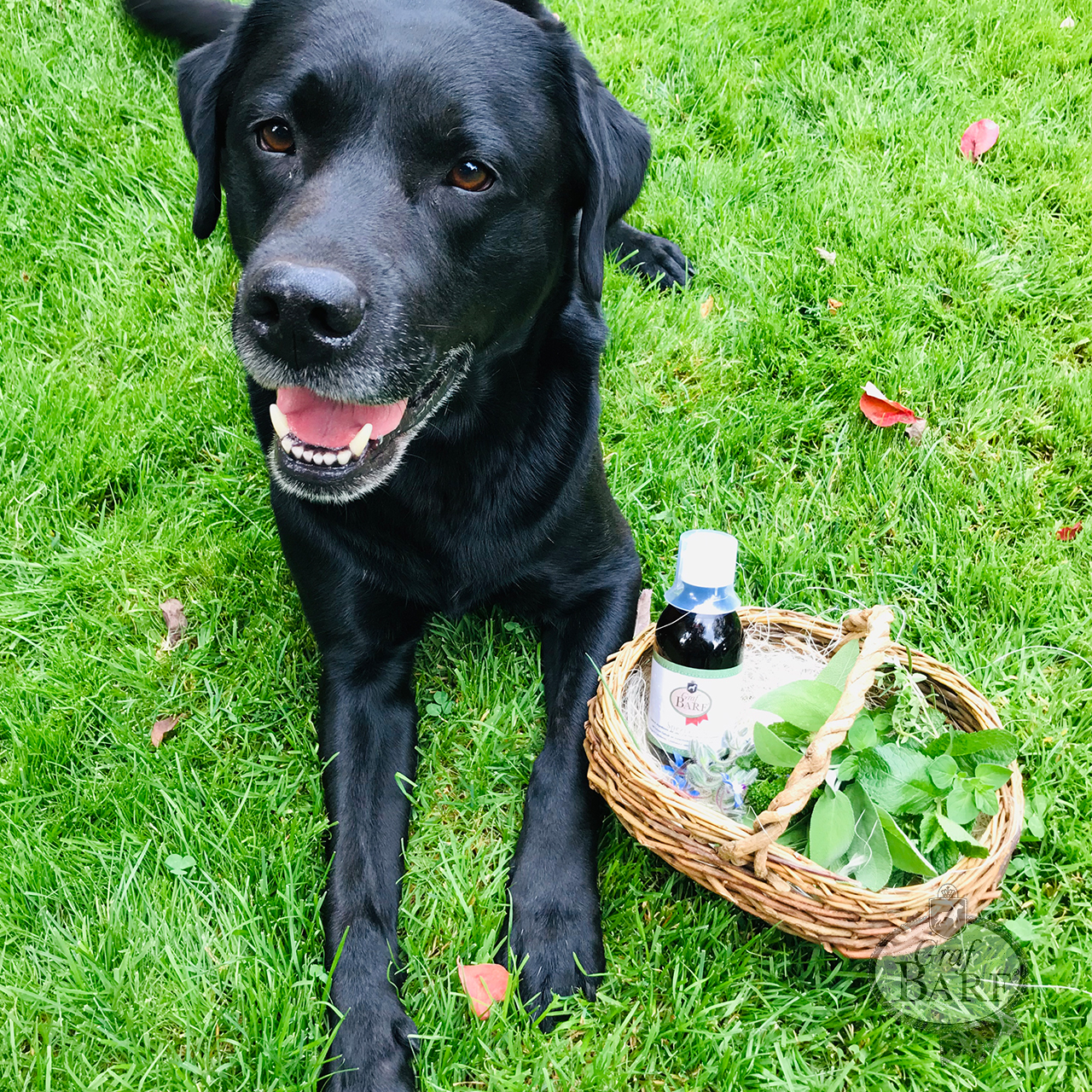 graf-barf-oel-und-kraeuter-barfmahlzeit Öle, Obst und Gemüse für den Barf-Hund