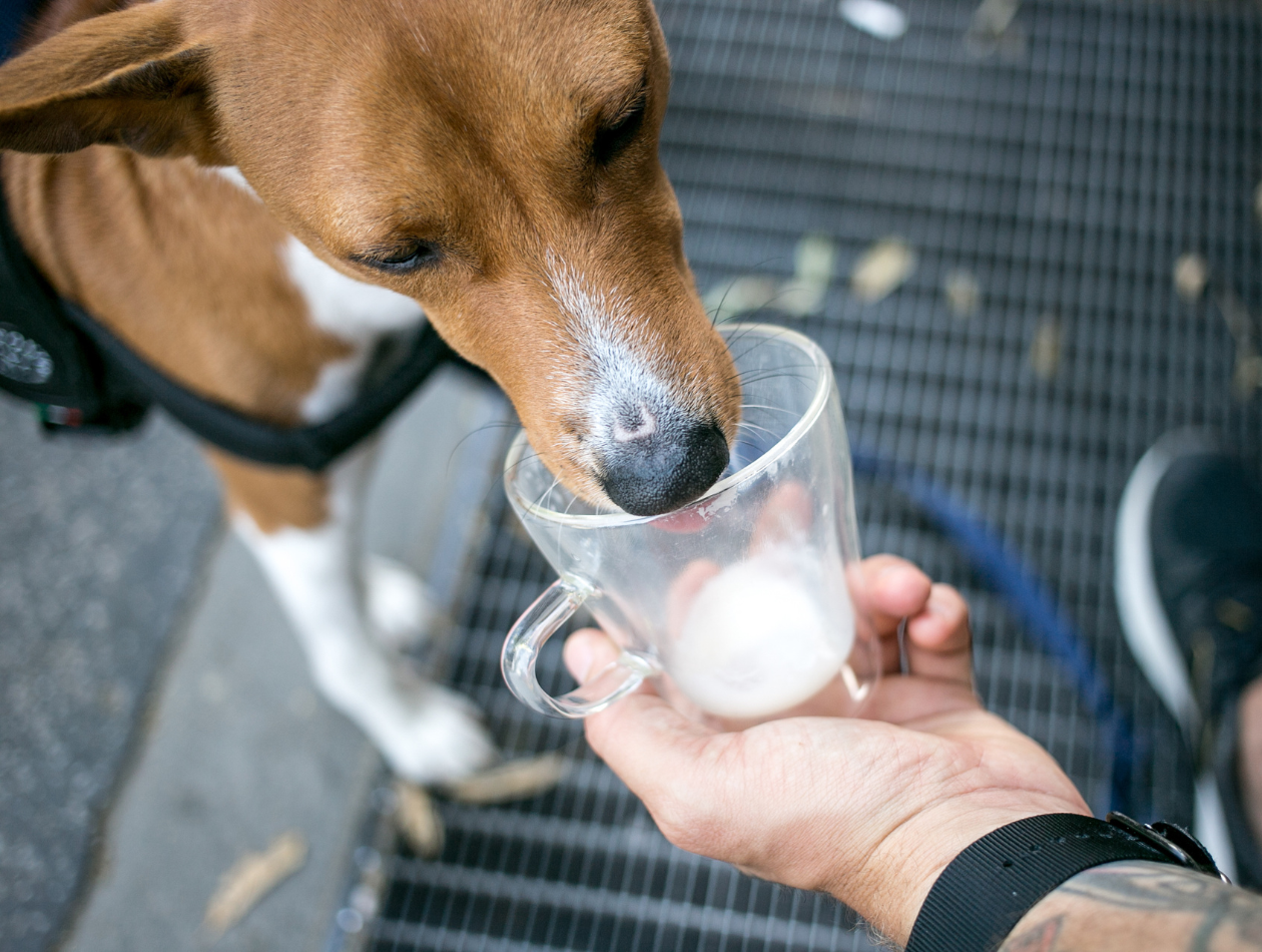Hund trinkt aus Tasse
