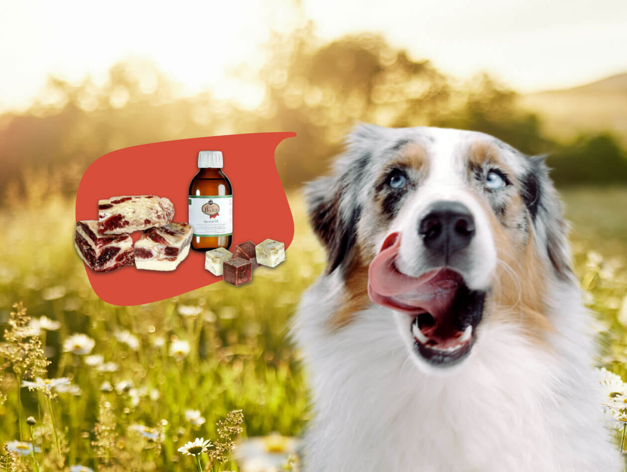 Graf Barf Öl Hund leckt sich die Lefzen