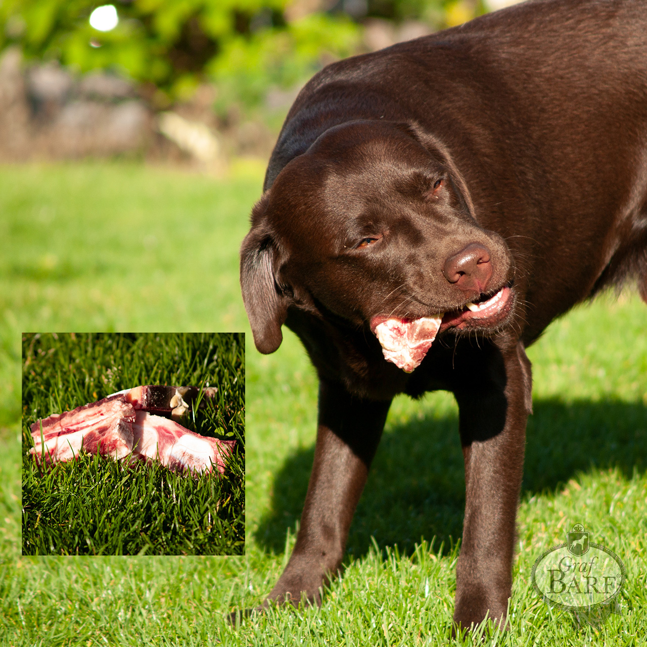 graf-barf-calcium-phoshor-verhaeltnis Brauner Labrador frisst Knochen