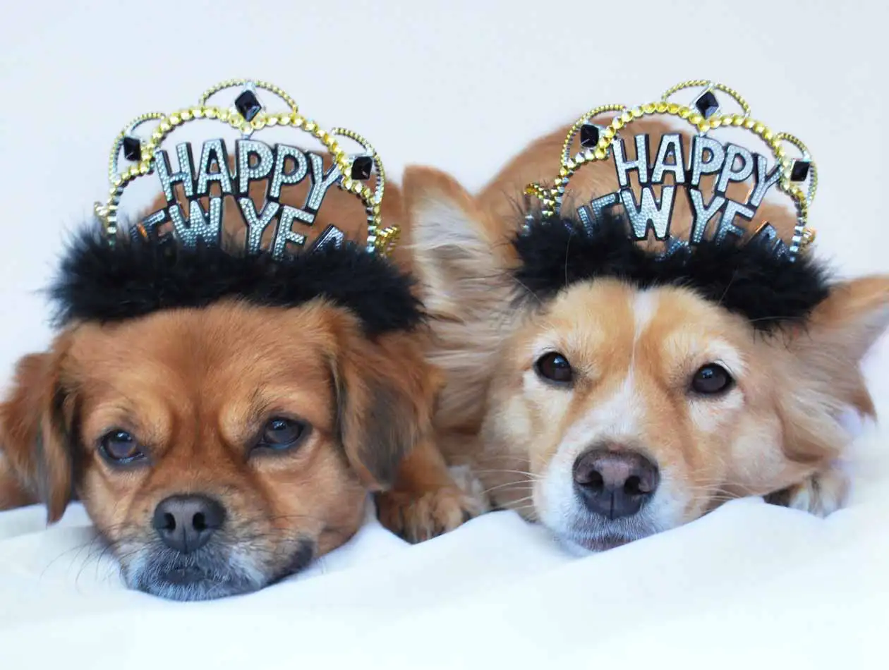 Silvester mit Hund Zwei Hunde mit Silvester-Kopfschmuck