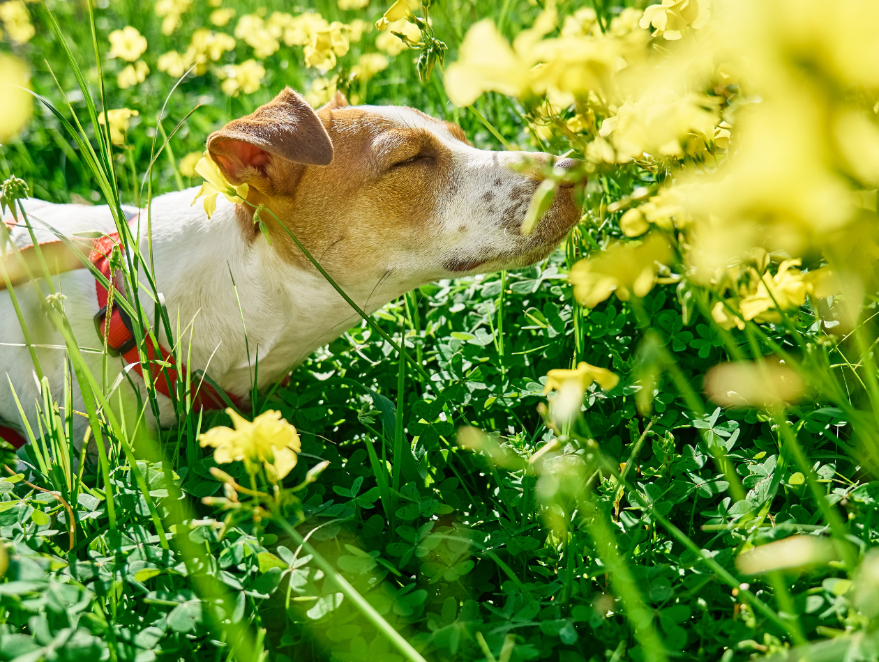 Allergien beim Hund erkennen – Symptome, Auslöser, Futterumstellung