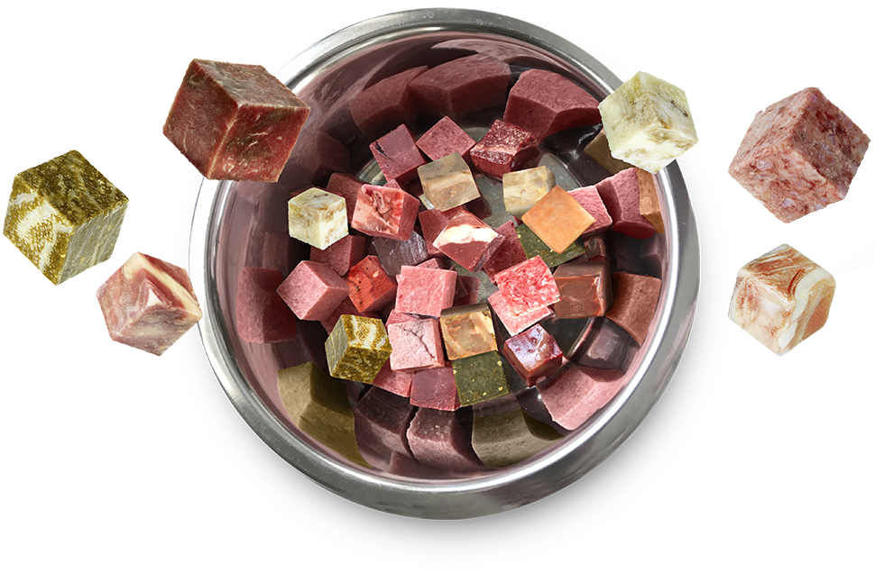 Können Hunde sich an gutes Futter erinnern? Können Hunde sich an gutes Futter erinnern?