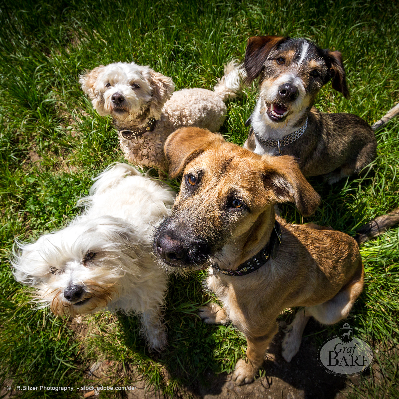 graf-barf-rassehund-mischling Welcher Hund ist gesünder: Rassehund oder Mischlingshund?
