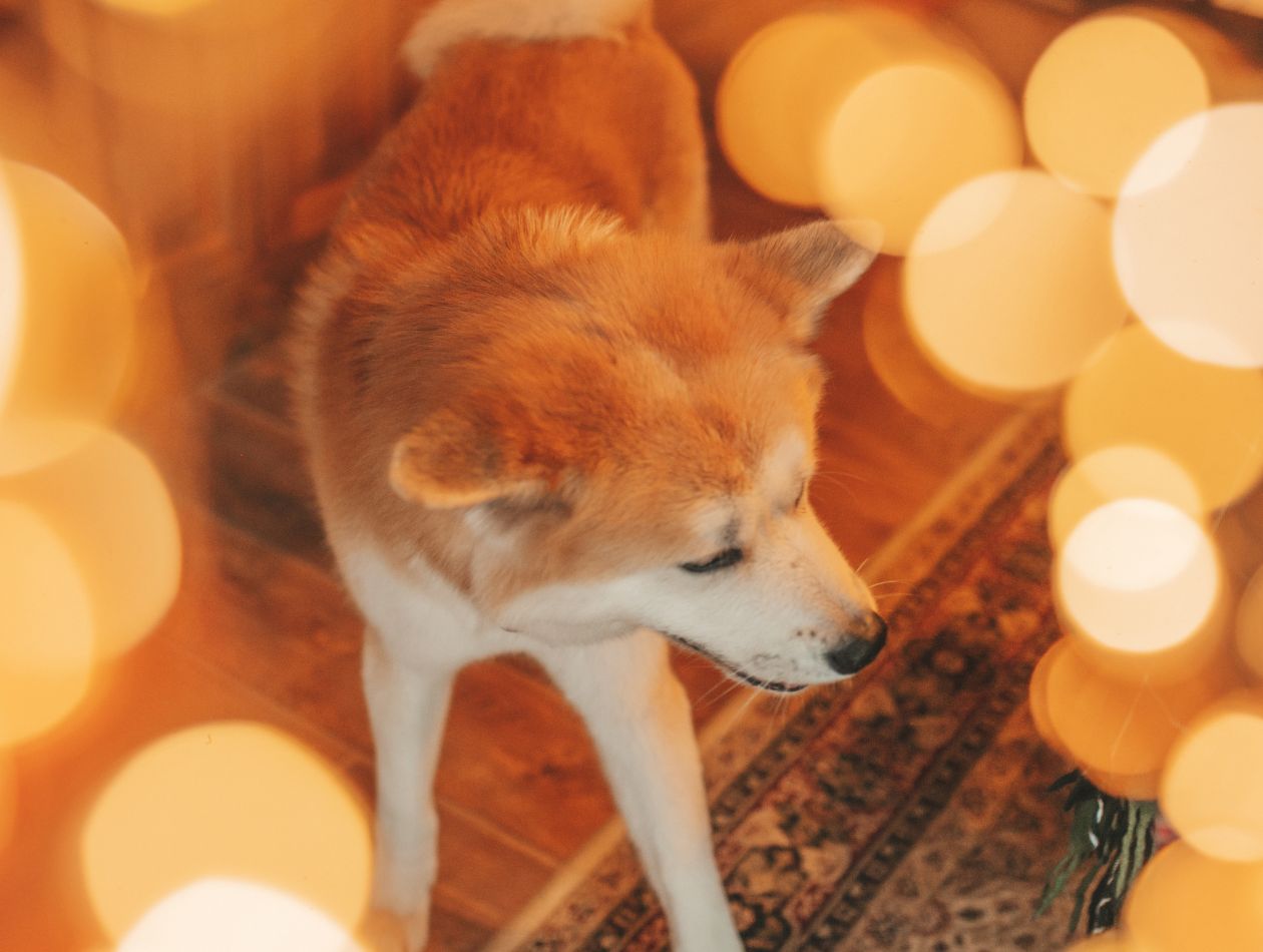 Silvester mit Hund: Tipps gegen Angst & Stress – inklusive Checkliste für eine ruhige Nacht