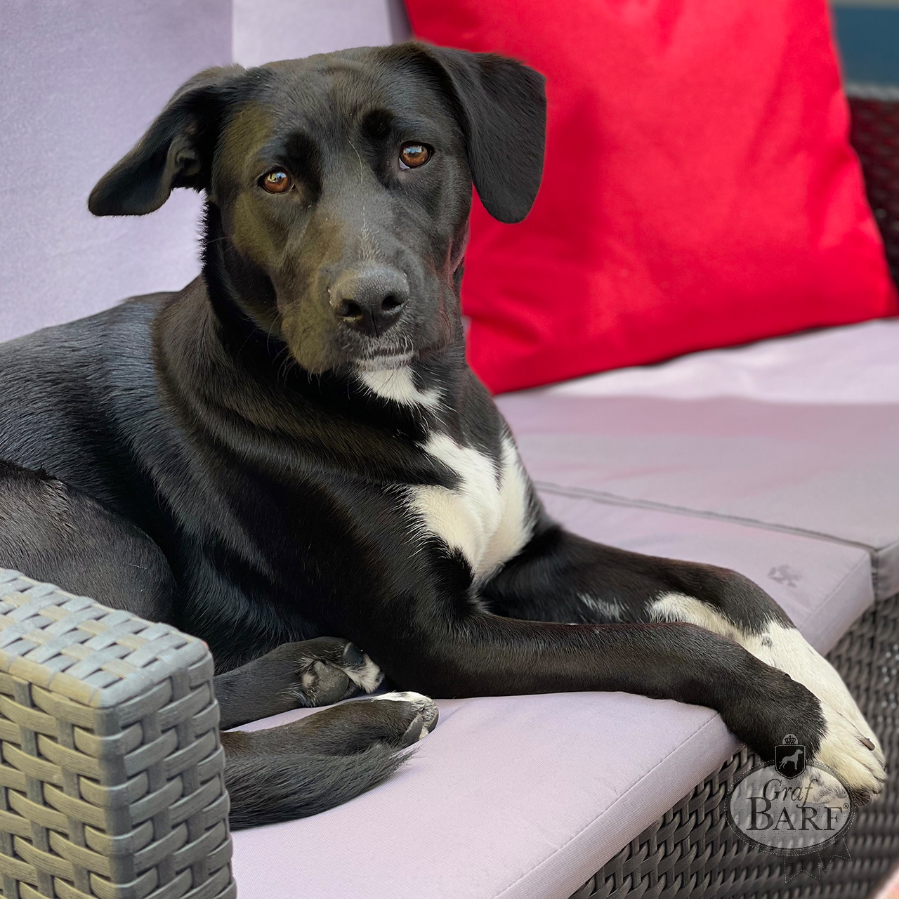 Schwarzer Hund mit weißer Brust und Pfote auf einem Sofa Schwarzer Hund mit weißer Brust und Pfote auf einem Sofa