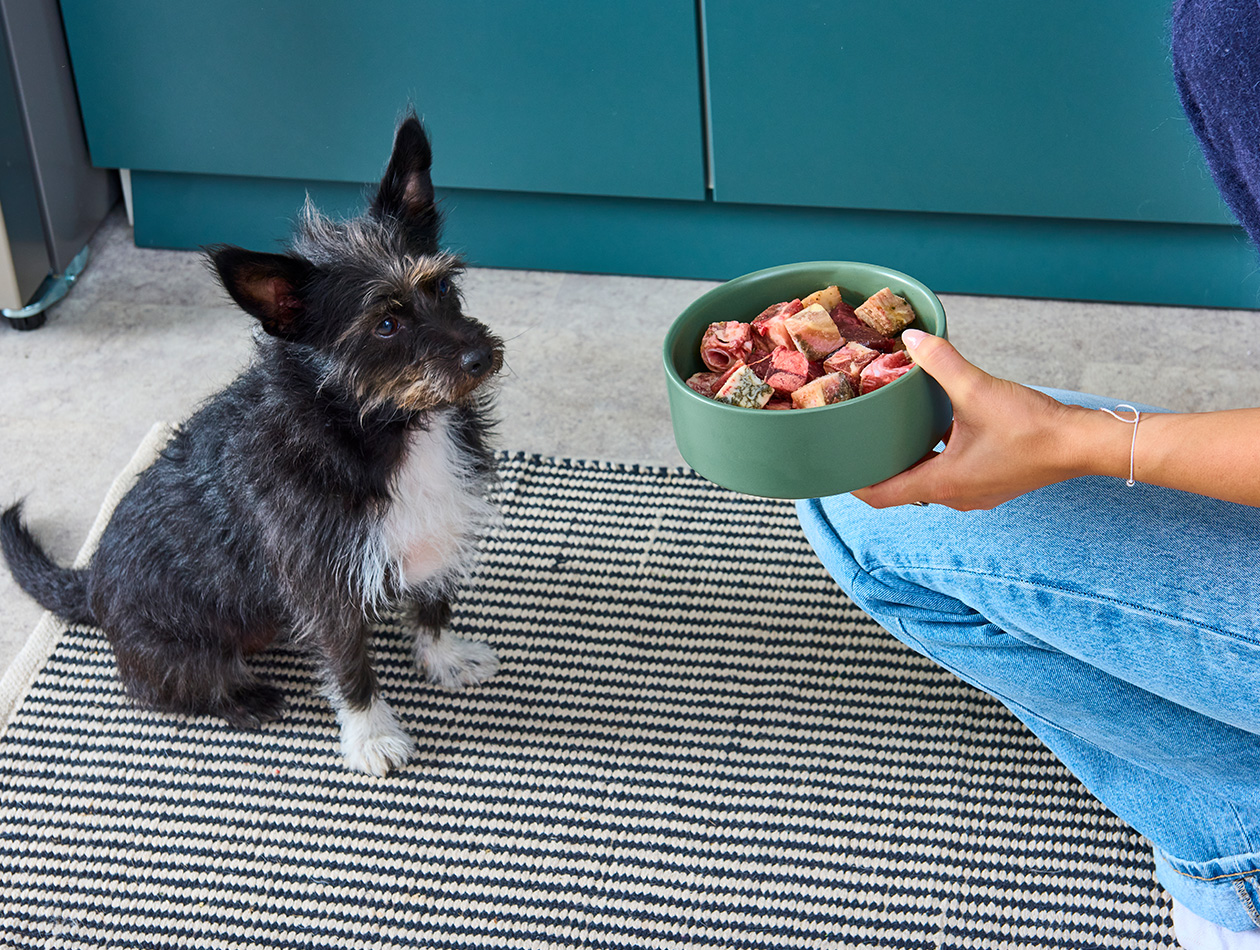 BARF für kleine Hunde: Portionierung & Besonderheiten