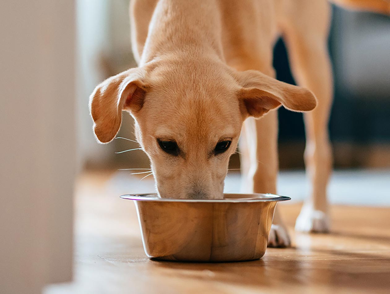 Wie ist der Stuhlgang von Hunden beim Barfen? Hund frisst aus Napf